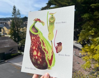 ネペンテス・ビロサの植物画。 - Etsy 日本