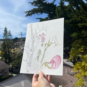 Sweet Pea