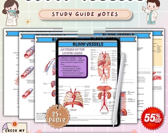 Blood Vessels Anatomy Study Notes | Cardiovascular System Nursing Guide | Anatomy & Physiology Review | NCLEX Nursing Cheat Sheet PDF