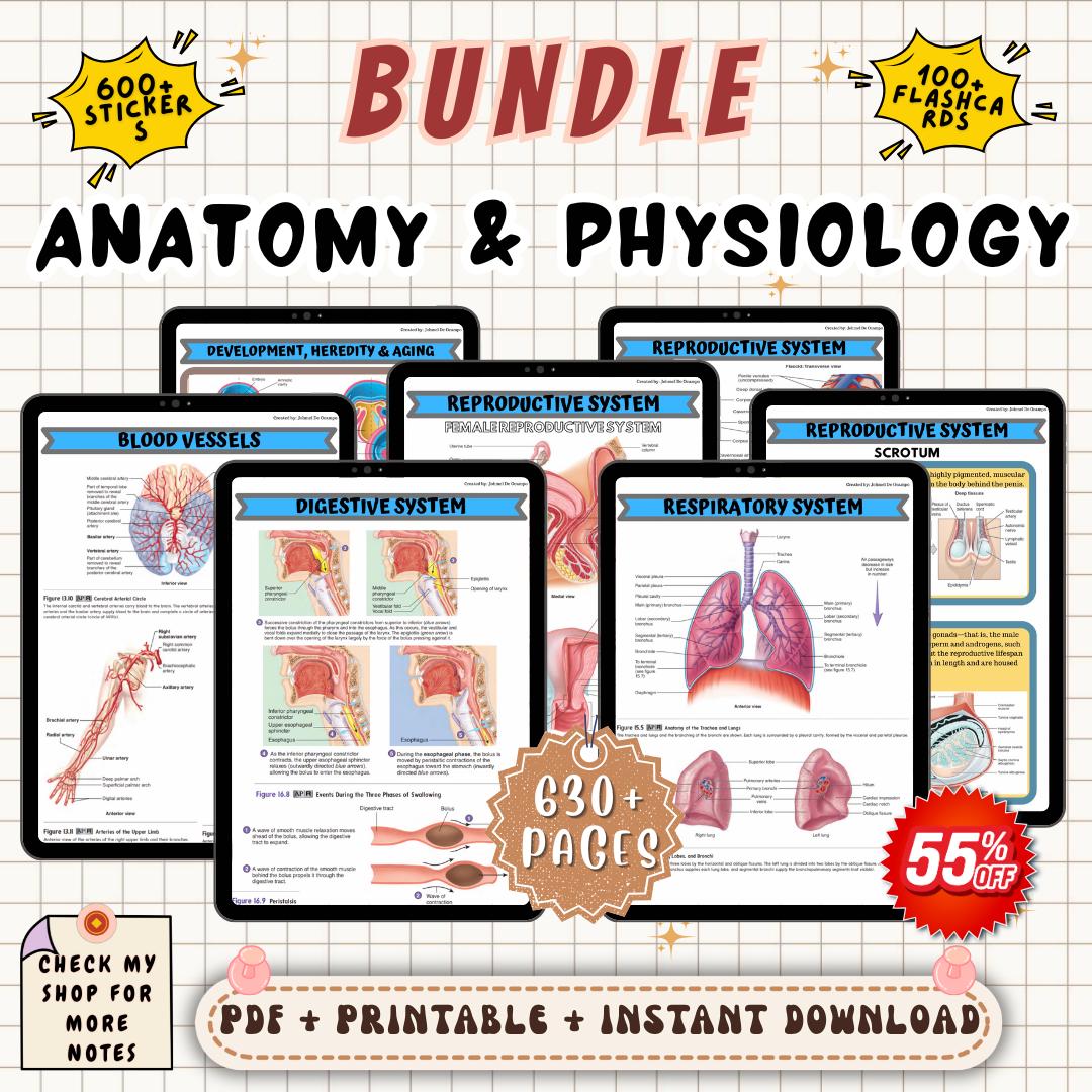Anatomy and Physiology Study Notes Bundle | Nursing A&P Review Guide ...