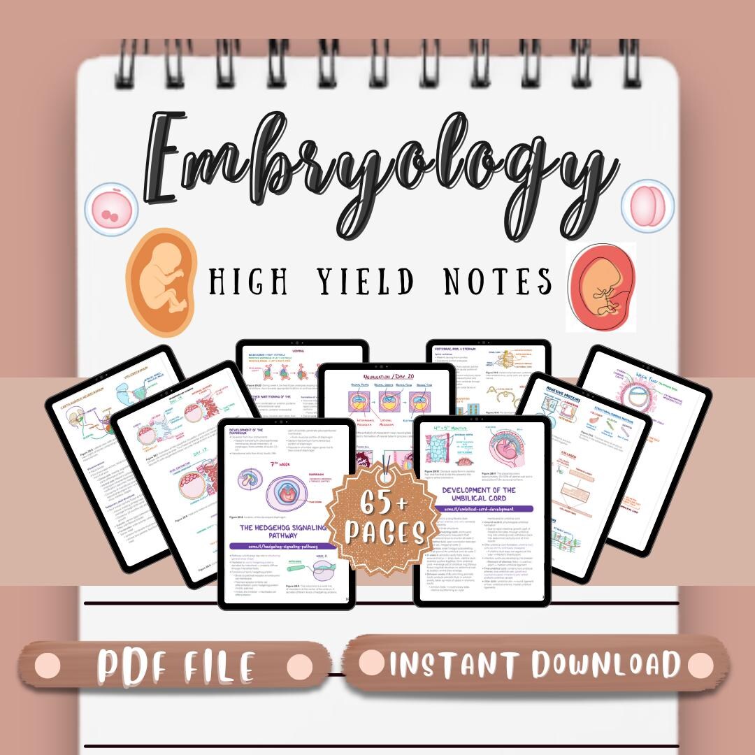 Embryology Notes Study Guide Notes - Etsy