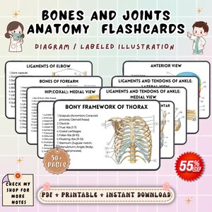 Könnte beinhalten: Anatomie-Lernkarten mit Diagrammen und beschrifteten Illustrationen von Knochen und Gelenken. Die Lernkarten enthalten Diagramme der Bänder des Ellbogens, der Knochen des Unterarms, der Hüfte und des Knöchels. Das Bild zeigt auch das knöcherne Gerüst des Brustkorbs.