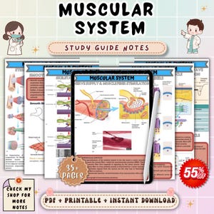 Muscular System Anatomy and Physiology Notes | Muscle Anatomy Study Guide | A&P Nursing Review | NCLEX Nursing PDF