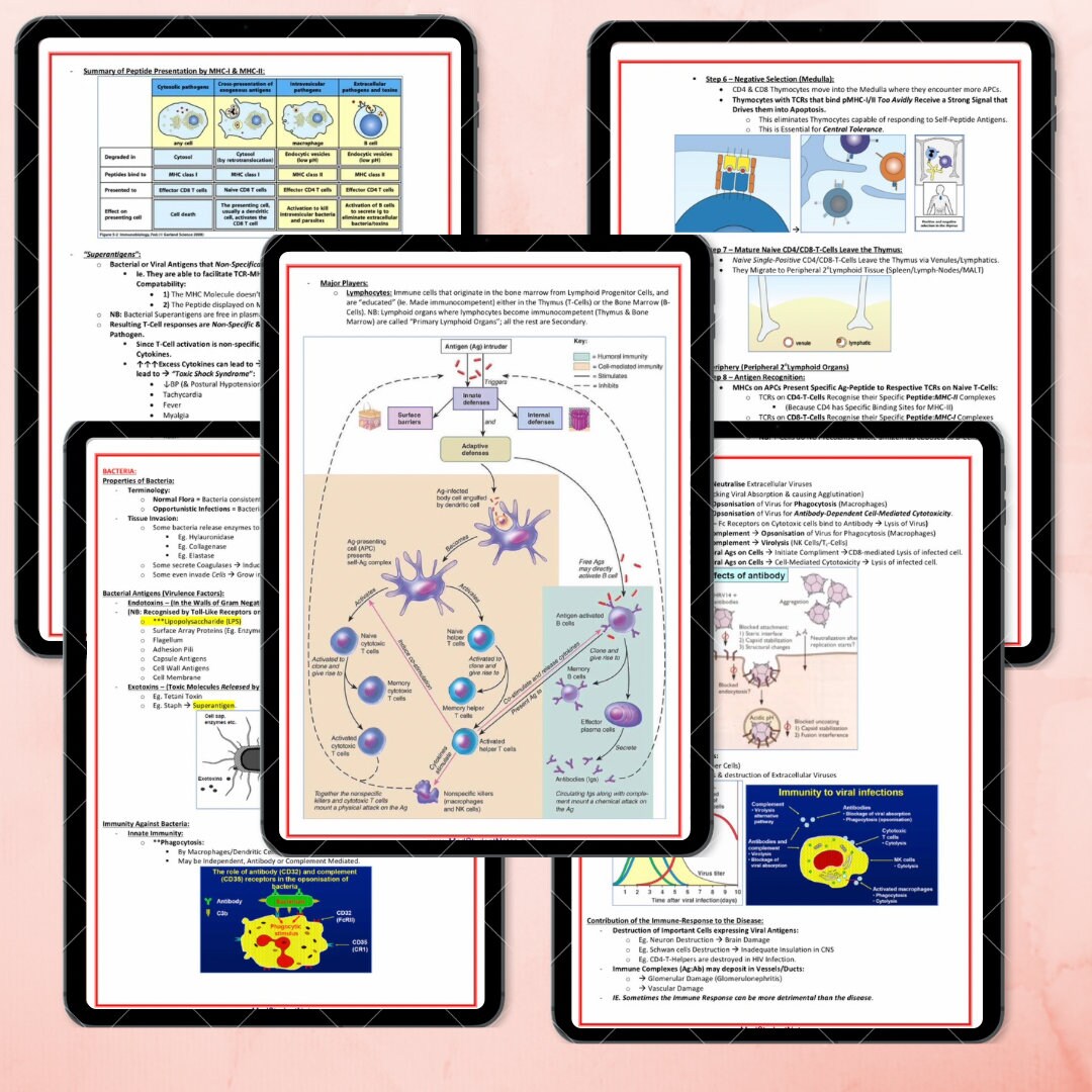 Immunology and Rheumatology High Yield Notes Study Guide Notes Medical ...