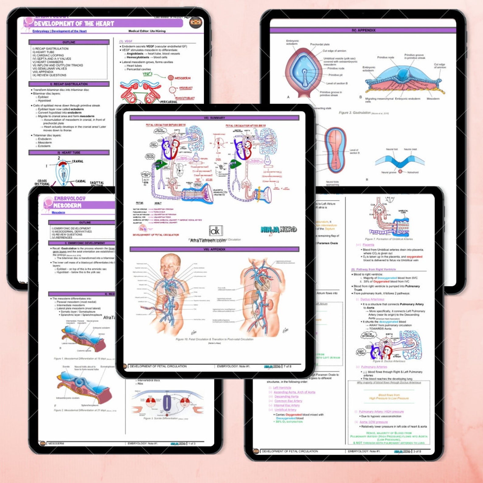 Embryology Notes Study Guide Notes Digital Medical Study Guide ...