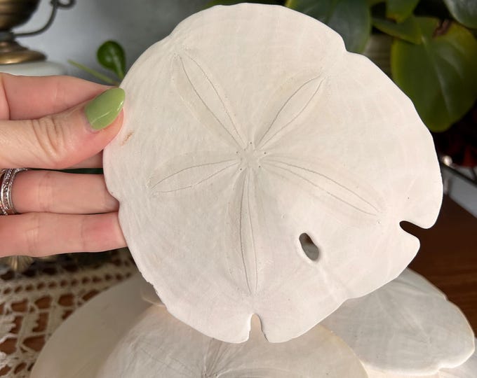 Large Natural White Sand Dollar Sea Shells Coastal Beach Cottage Core Decor. 4 Total