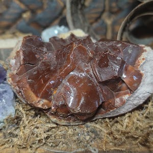Può includere: Primo piano di un campione minerale marrone-rossastro con una struttura cristallina. Il minerale è posto su un letto di muschio secco, con altri cristalli ed elementi naturali sullo sfondo. Il campione ha una superficie ruvida e strutturata.