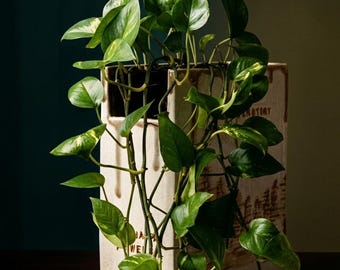 The Forest Within - Handmade Ceramic Book Planter | Literary Inspired Vase for Trailing Plants