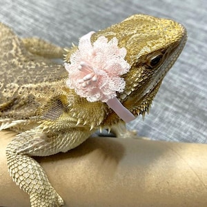 May include: A light brown bearded dragon wearing a pink flower headband. The dragon is sitting on a brown cardboard tube.