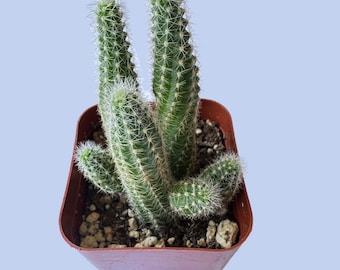 Peanut Cactus