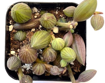 String of Watermelon