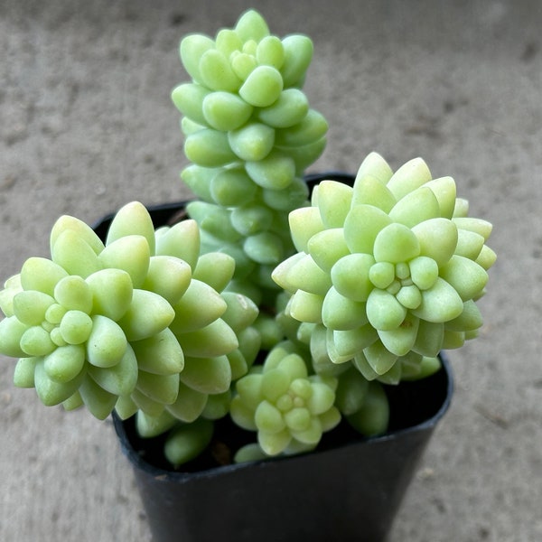 Sedum morganianum- Burrito