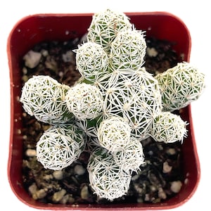 Mammillaria gracilis fragilis