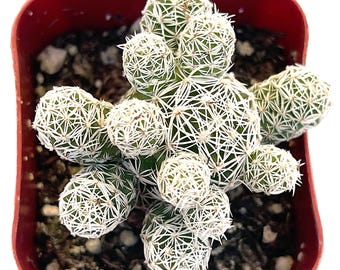 Mammillaria gracilis fragilis