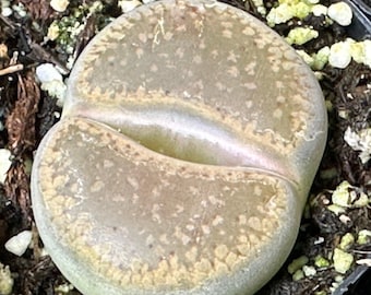 Living Stones Lithops