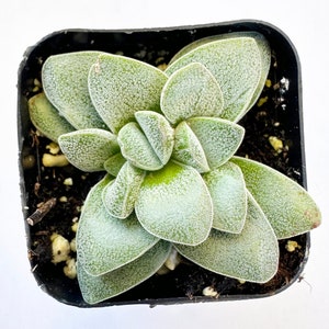 May include: A succulent plant with thick, rounded, pale green leaves covered in a white, powdery coating. The plant is in a small black plastic pot filled with dark soil. The leaves are arranged in a rosette pattern.