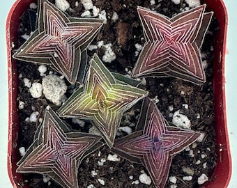 Crassula - Pagoda Village