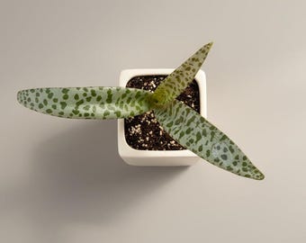 Escila plateada