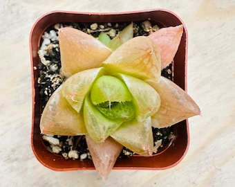 Cathedral Window Haworthia