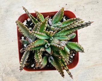 Kalanchoe de mariposas rosas