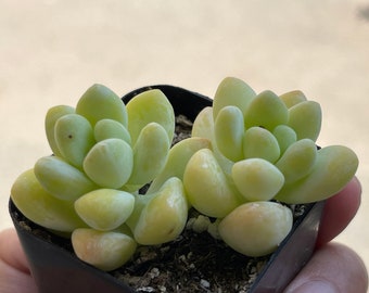 Graptopetalum raul