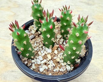 Cactus aguja de Eva