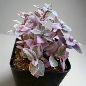 Pink Lady Turtle Vine