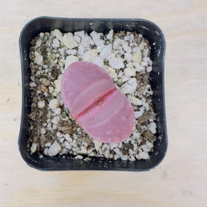 Lithops Optica - Rubra