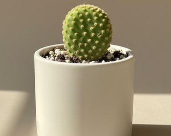 Crazy Bunny Ears Cactus