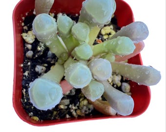 Baby Toes