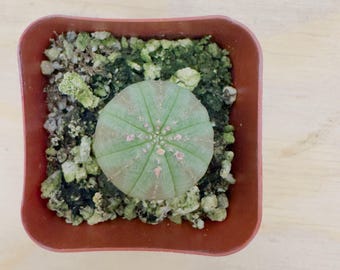 Baseball Plant