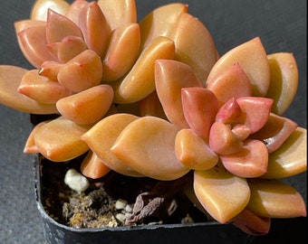 Graptosedum - Alpenglow