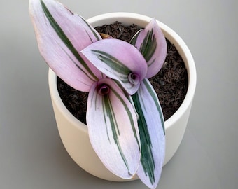 Tradescantia rosa peluda