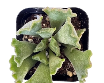 Planta de hojas arrugadas