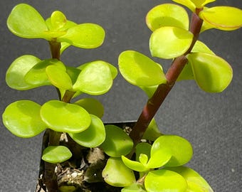 Elephant Bush