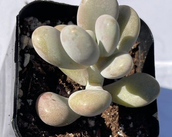 Pachyphytum oviferum - Pink Moonstone