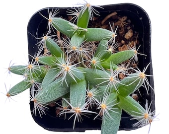 Mini Desert Rose