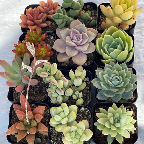 12 Succulents-Sets