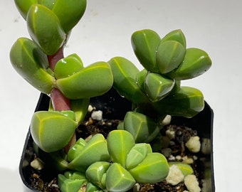 Corpuscularia lehmannii - Ice Plant