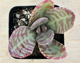 Kalanchoe sorpresa del desierto