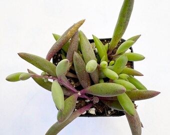 Othonna capensis 'Ruby Necklace' Succulent Plant – Trailing Purple Stems, Yellow Flowers