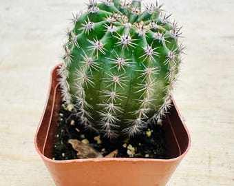 Cactus de explosiones arcoíris