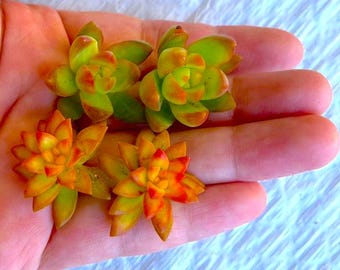4 Mini Succulent Cuttings