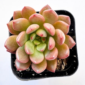 Pink Ruby Sedeveria