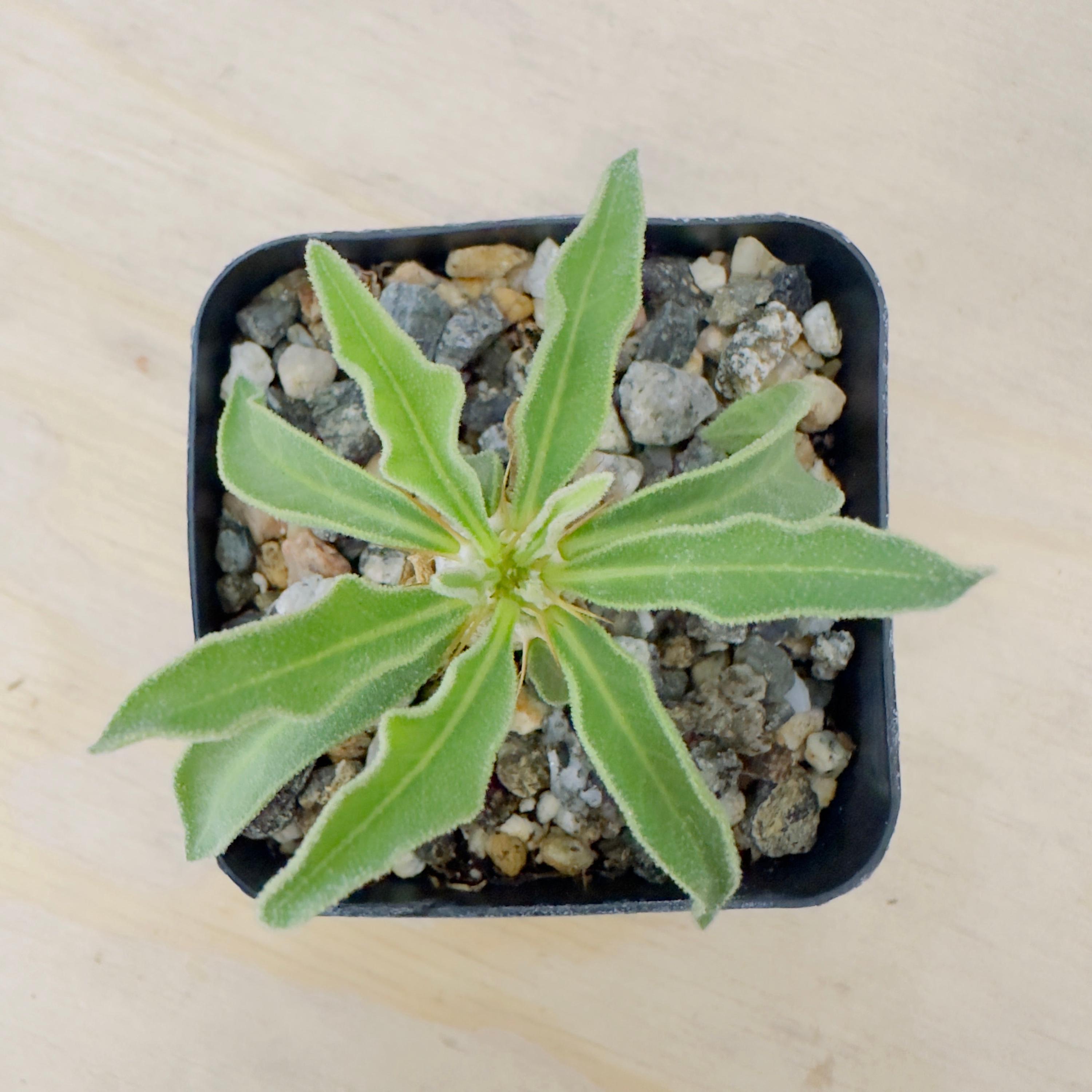 blue lupine plant Lupinus polyphyllus Mini Gallery 'Blue Bicolor'