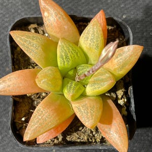 Haworthia turgida var. suberecta
