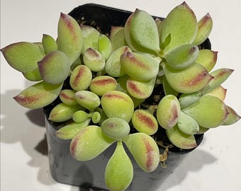 Cotyledon pendens