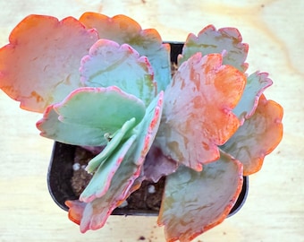 Kalanchoe con forma de vieiras de lavanda