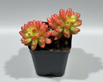 Sedum de gominola rosa