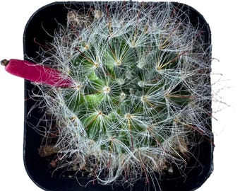 Mammillaria guelzowiana